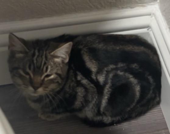 MewMew, Adoptable, Kitten Male Domestic Short Hair.