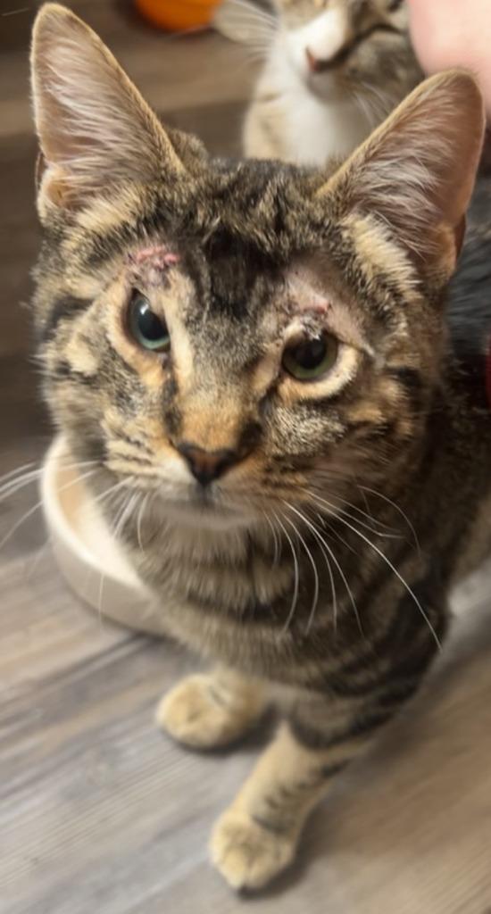 MewMew, a Adoptable mixed breed in Gillette, WY image 2/2