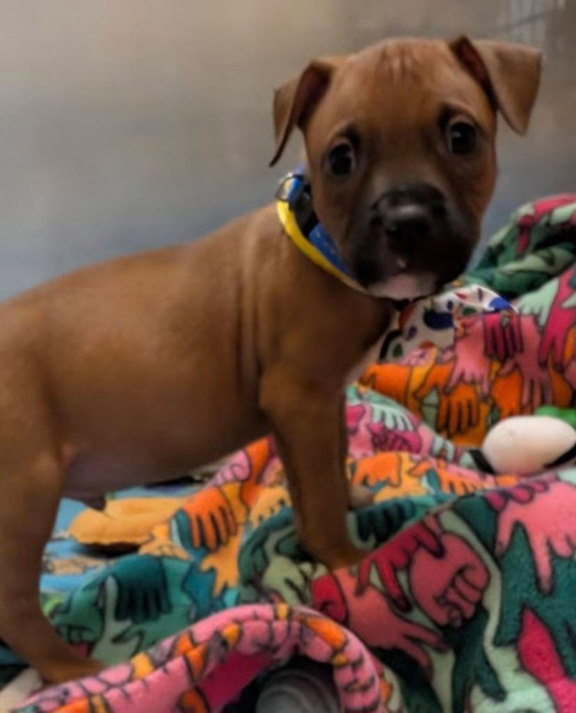 Enlarge Forest, a Adoptable mixed breed in Warren, MI image 2/6
