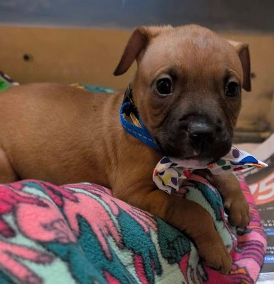 Enlarge Forest, a Adoptable mixed breed in Warren, MI image 4/6