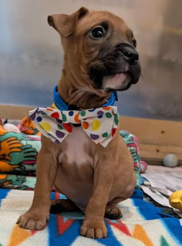 Enlarge Forest, a Adoptable mixed breed in Warren, MI image 5/6
