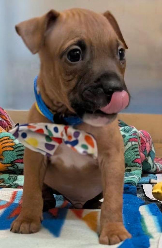 Forest, Adoptable, Puppy Male Mixed Breed.