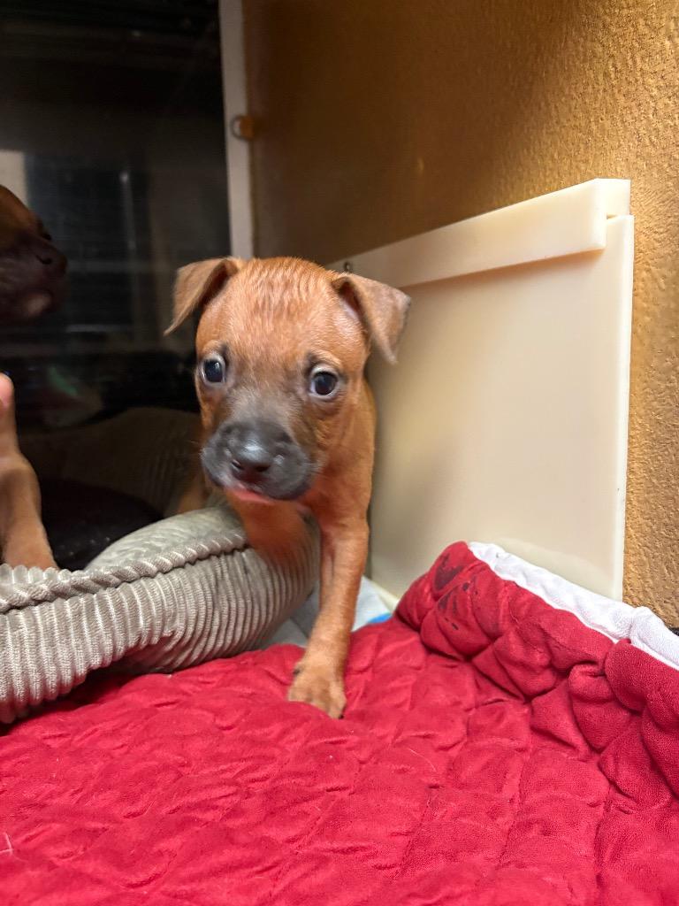 Enlarge Forest, a Adoptable mixed breed in Warren, MI image 6/6