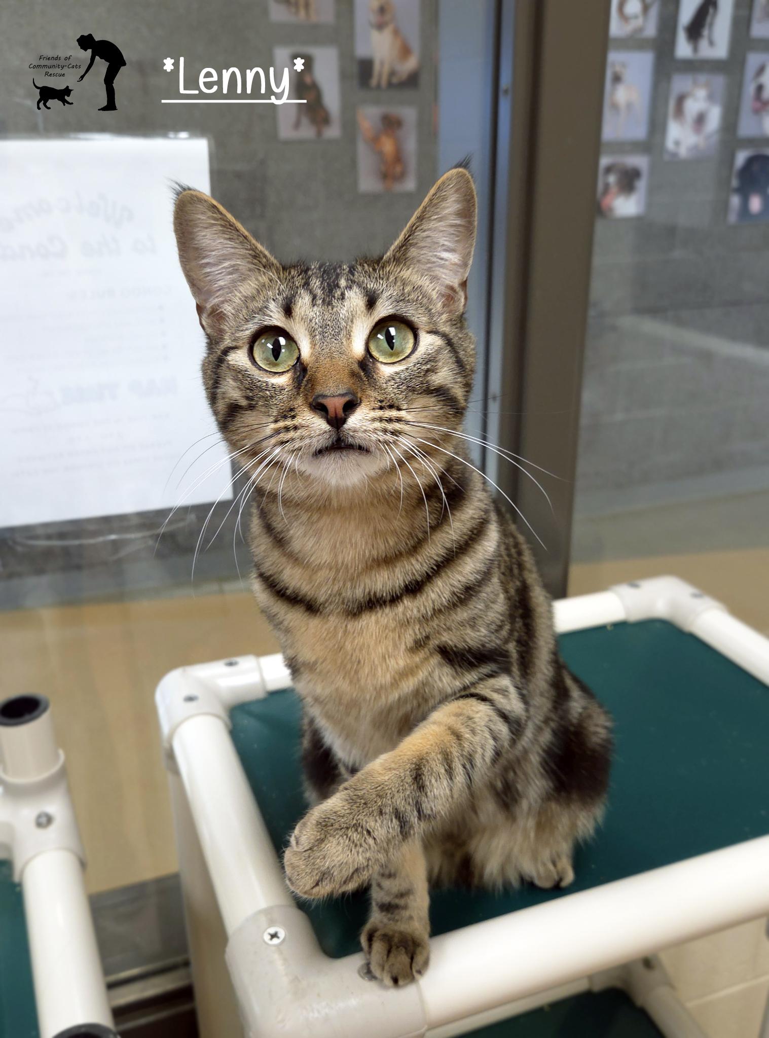 Enlarge Lenny, a ADOPTABLE Domestic Short Hair in Centerville, UT image 1/4
