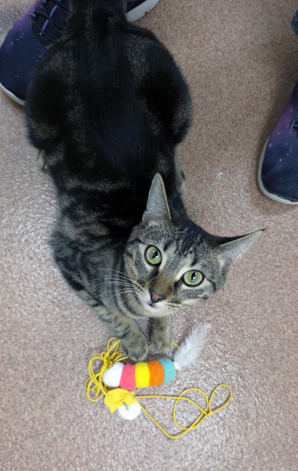 Enlarge Lenny, a ADOPTABLE Domestic Short Hair in Centerville, UT image 4/4