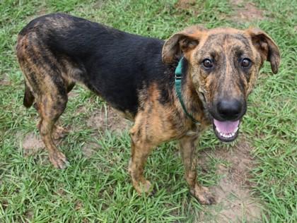 Enlarge Tortuga, a Adoptable mixed breed in Inverness, FL image 4/4