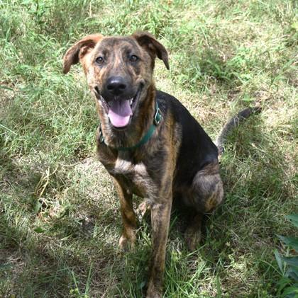 Tortuga, Adoptable, Young Female Plott Hound & German Shepherd Dog.