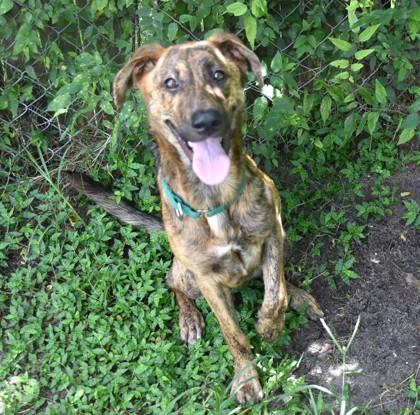 Enlarge Tortuga, a Adoptable mixed breed in Inverness, FL image 2/4
