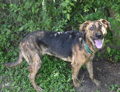 Enlarge Tortuga, a Adoptable mixed breed in Inverness, FL image 3/4
