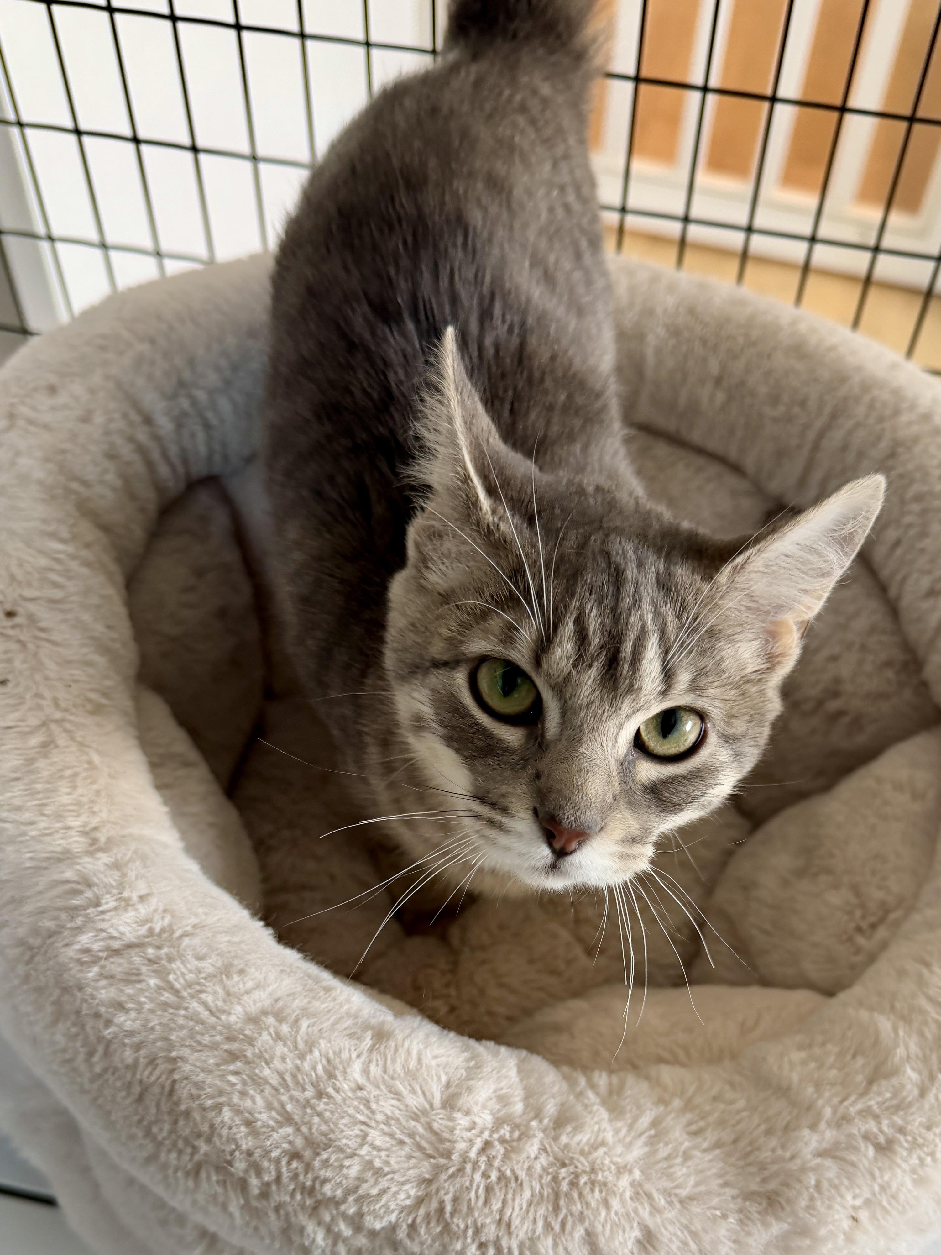 Enlarge Casino, a ADOPTABLE American Shorthair in Hull, MA image 5/5