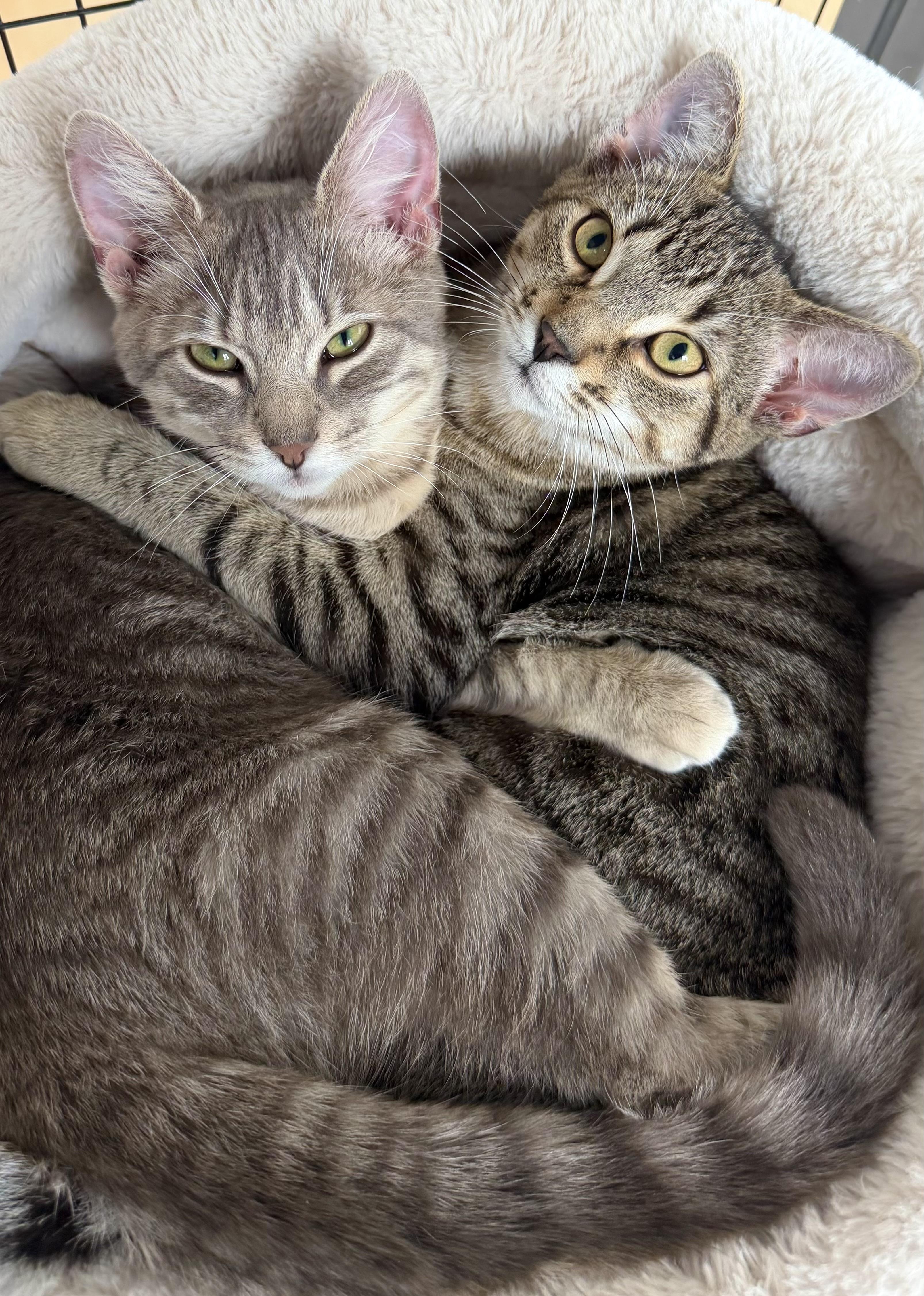 Casino, ADOPTABLE, Kitten Female American Shorthair.