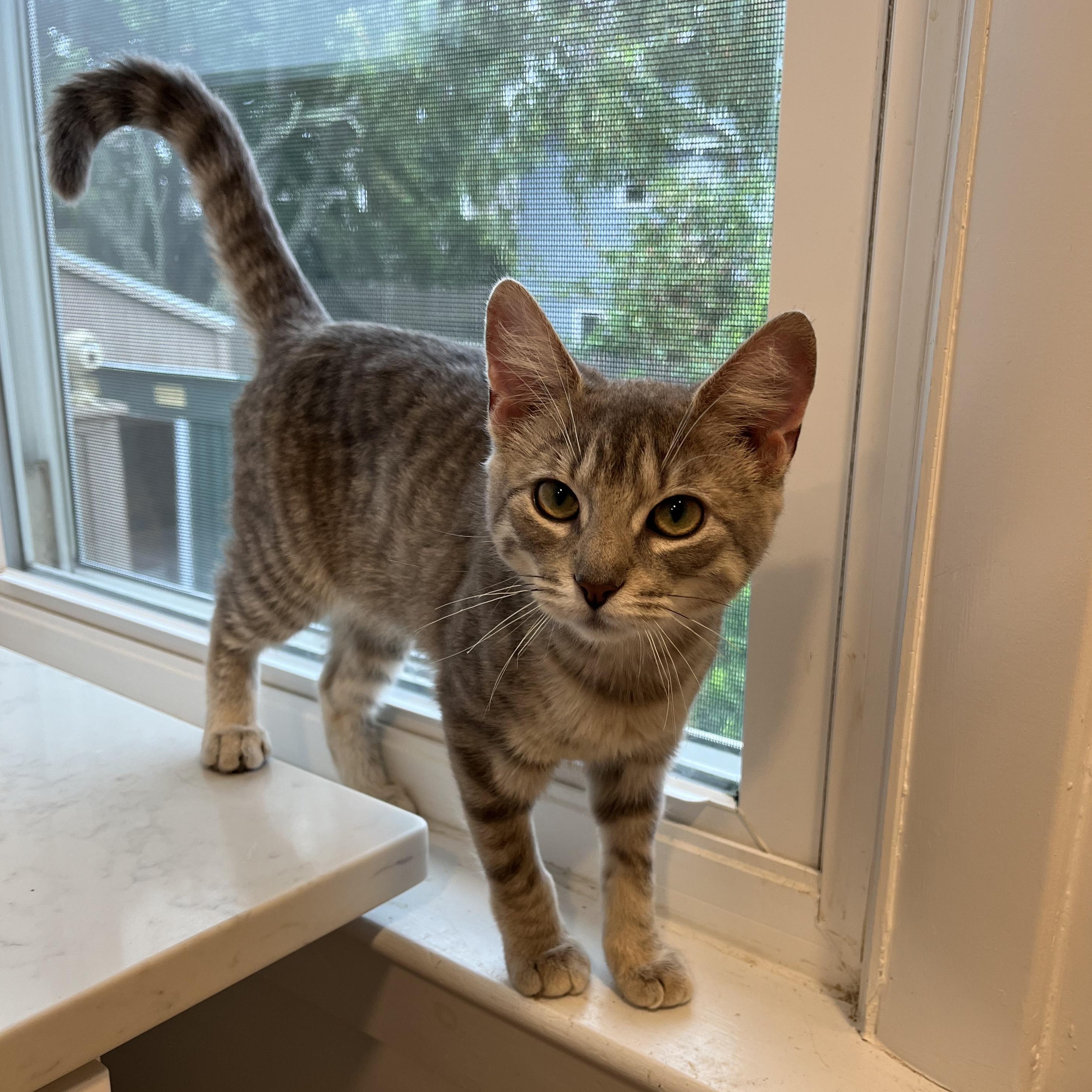 Enlarge Casino, a ADOPTABLE American Shorthair in Hull, MA image 2/5