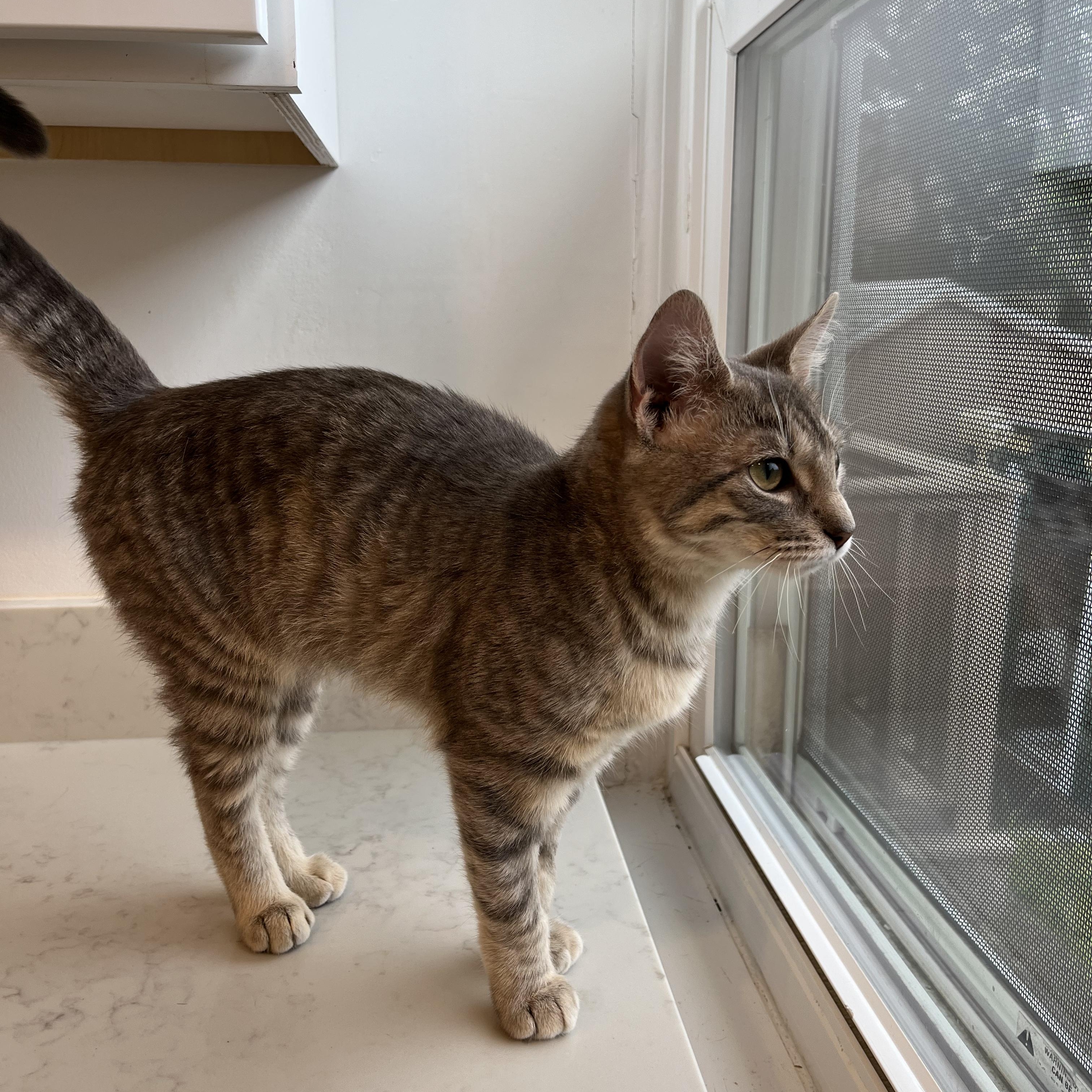 Enlarge Casino, a ADOPTABLE American Shorthair in Hull, MA image 4/5