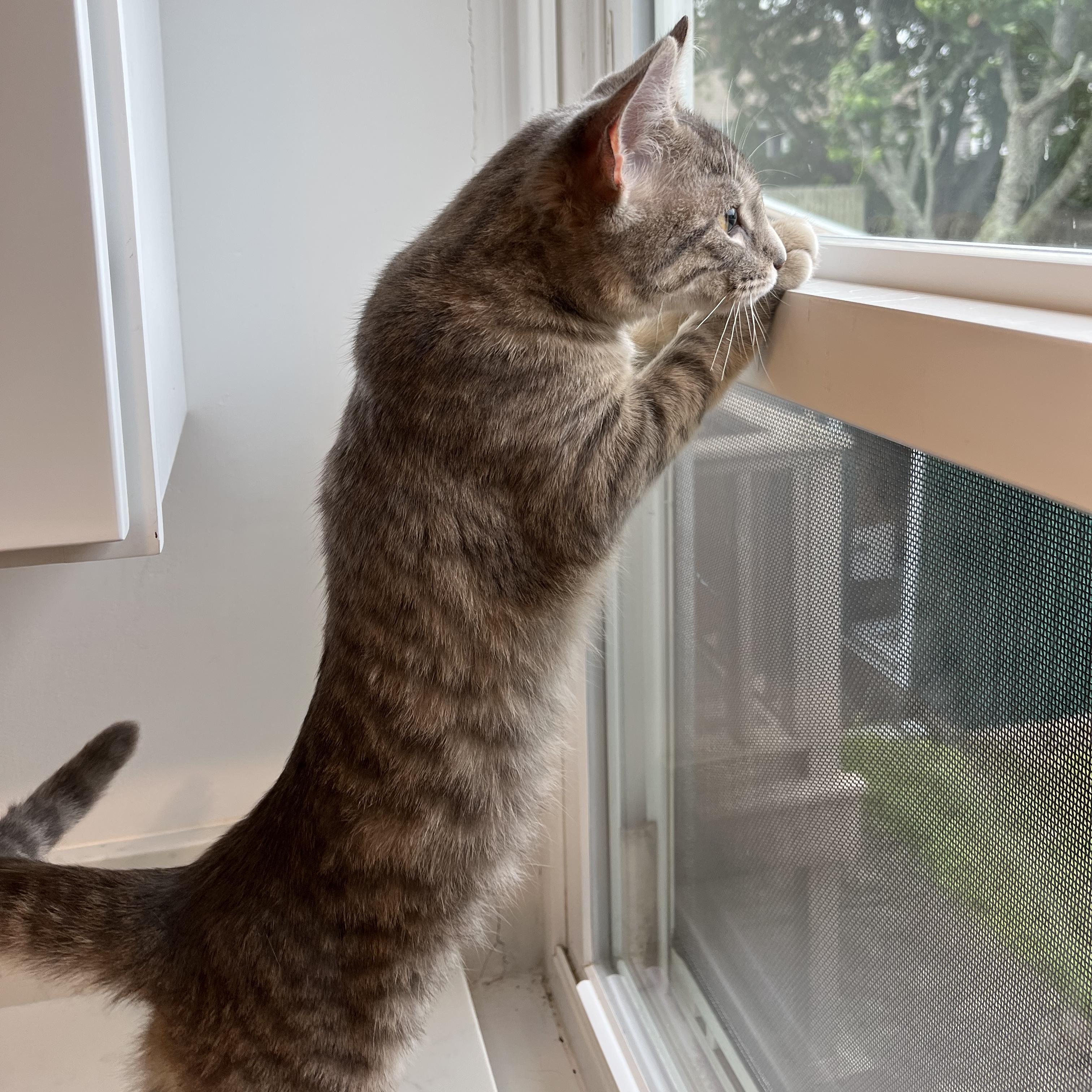 Enlarge Casino, a ADOPTABLE American Shorthair in Hull, MA image 3/5