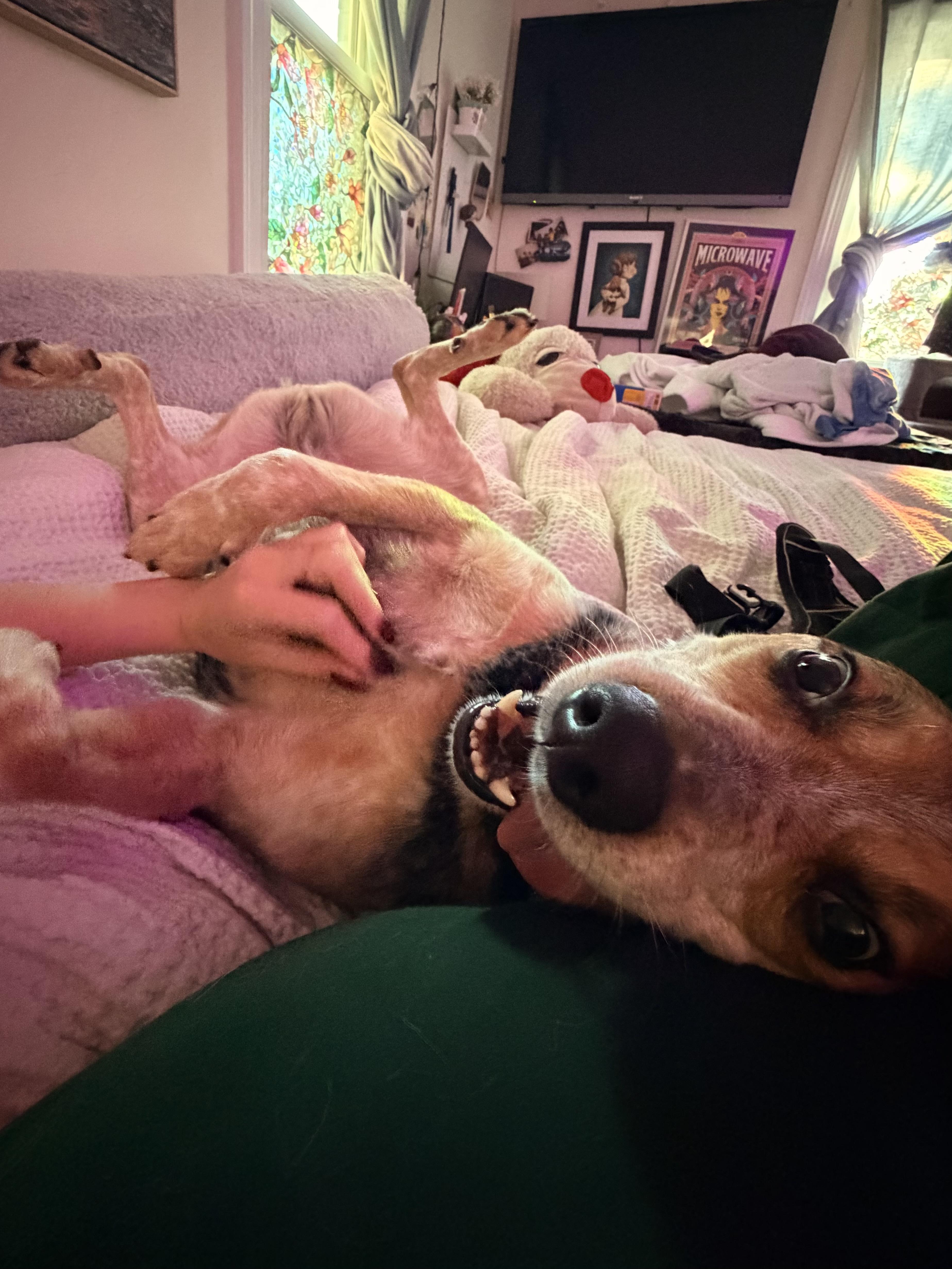 Enlarge Sparky, a Adoptable Australian Cattle Dog / Blue Heeler in Nags Head , NC image 4/6