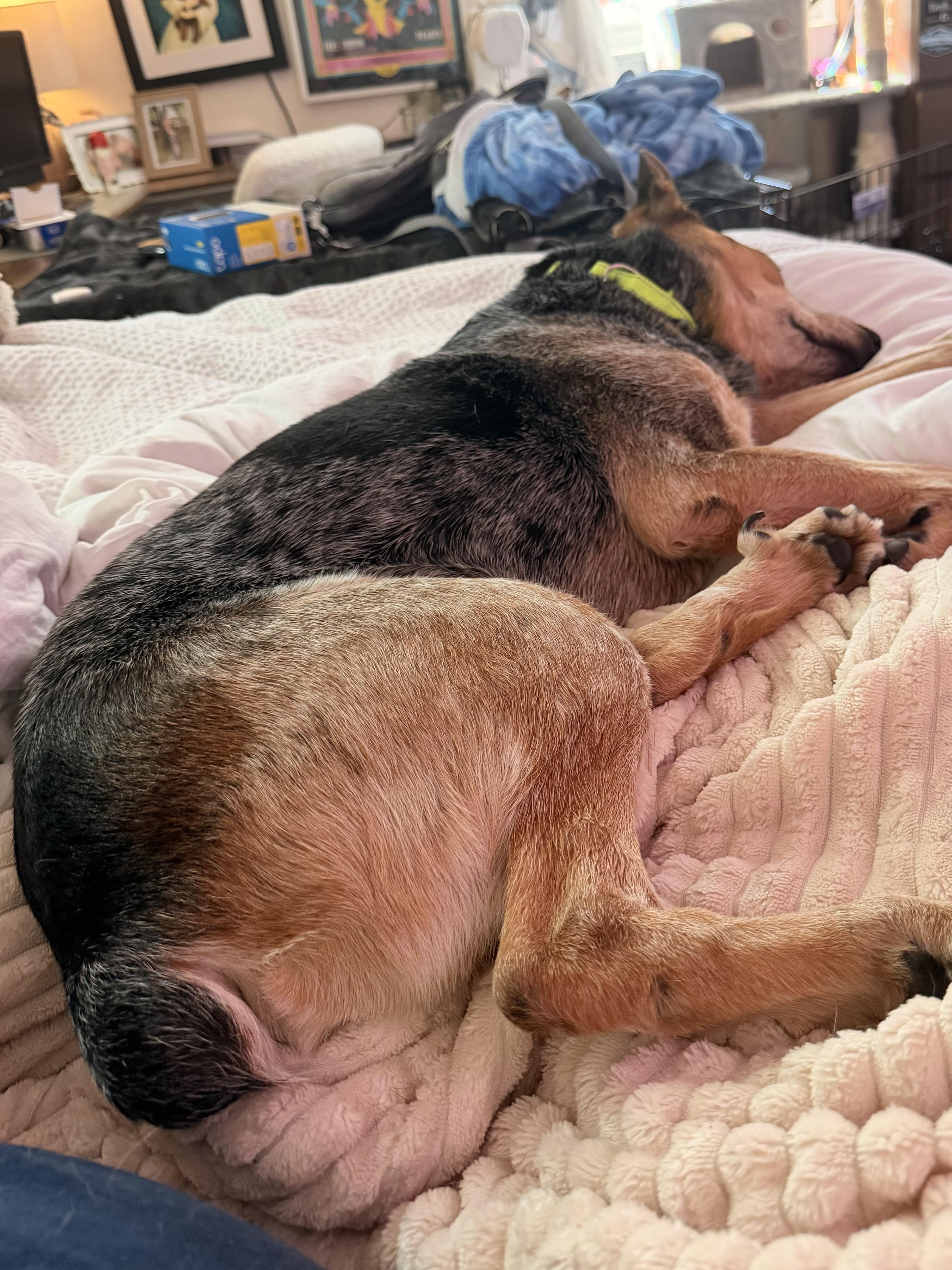 Enlarge Sparky, a Adoptable Australian Cattle Dog / Blue Heeler in Nags Head , NC image 6/6
