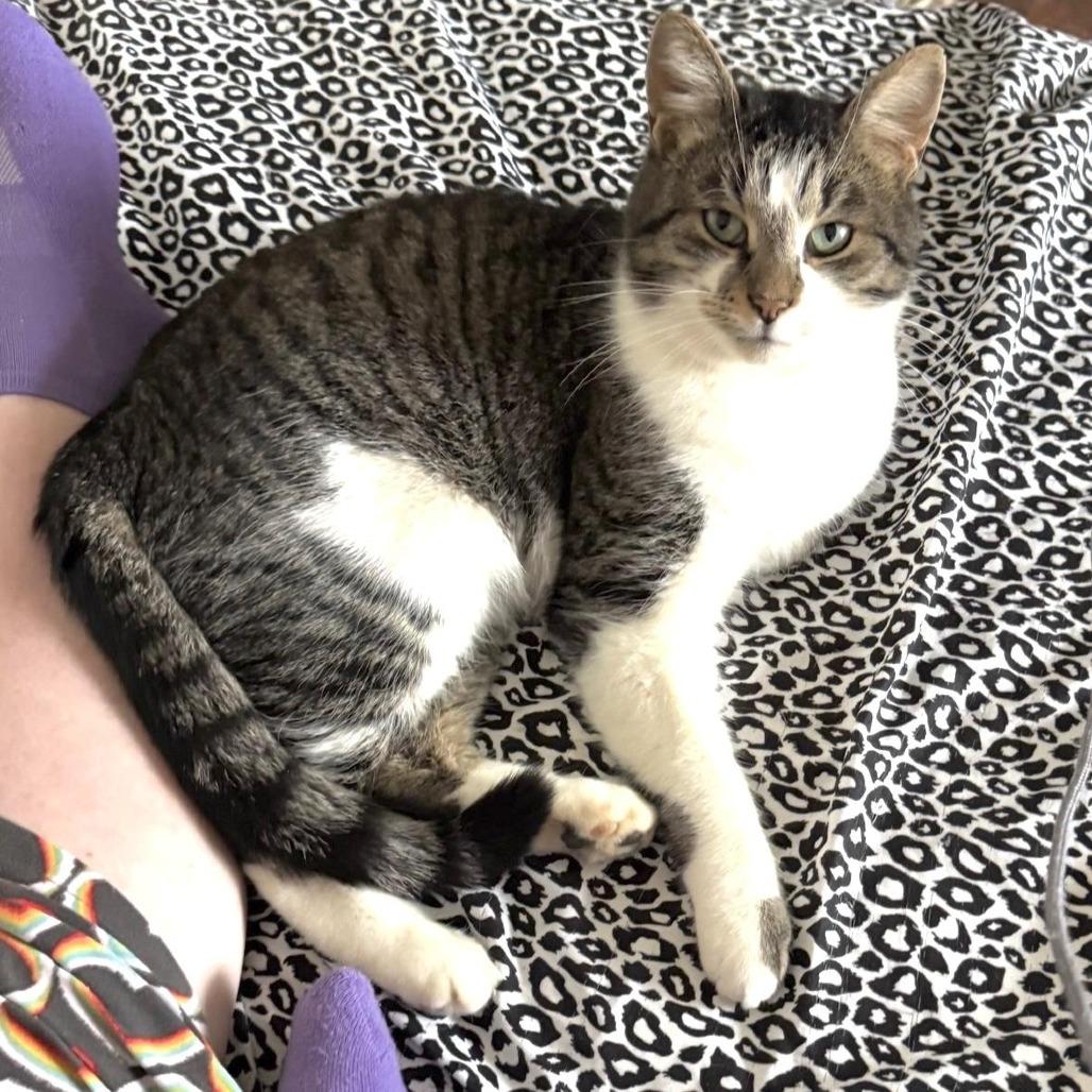 Nolan, Adoptable, Adult Male Domestic Short Hair.