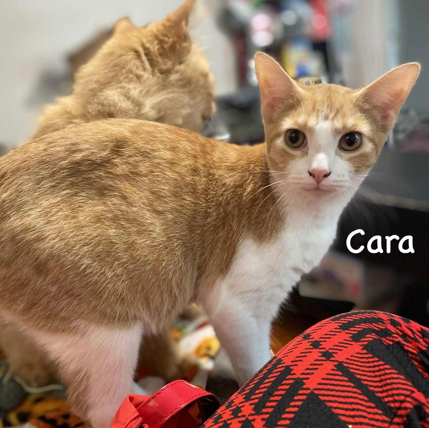 Cara, Adoptable, Young Female Tabby & Domestic Short Hair.