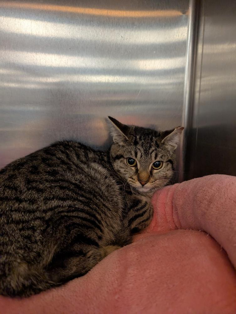 Darla, Adoptable, Kitten Female Domestic Short Hair.