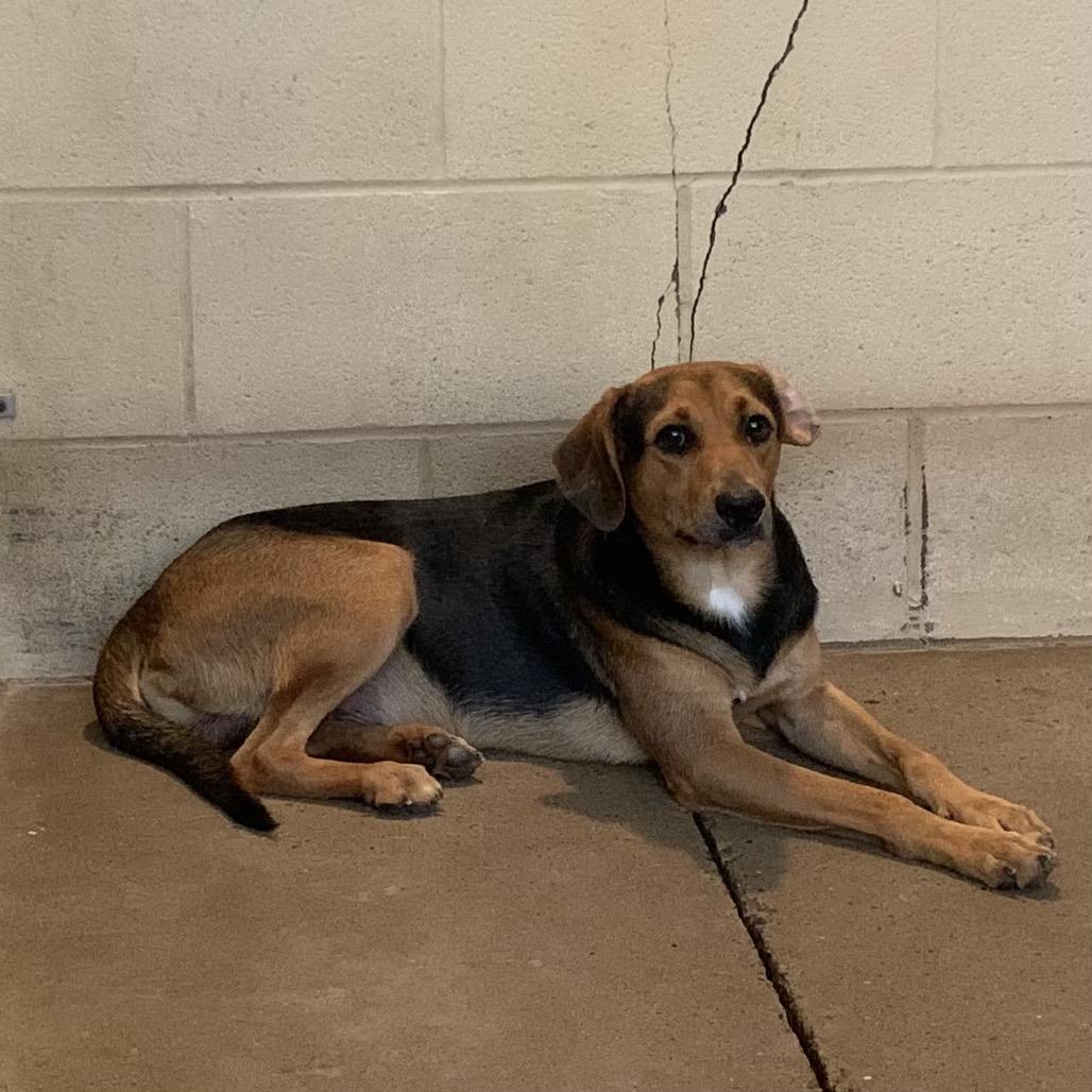 Enlarge Gumbo, a Adoptable mixed breed in Edinburg, TX image 1/3