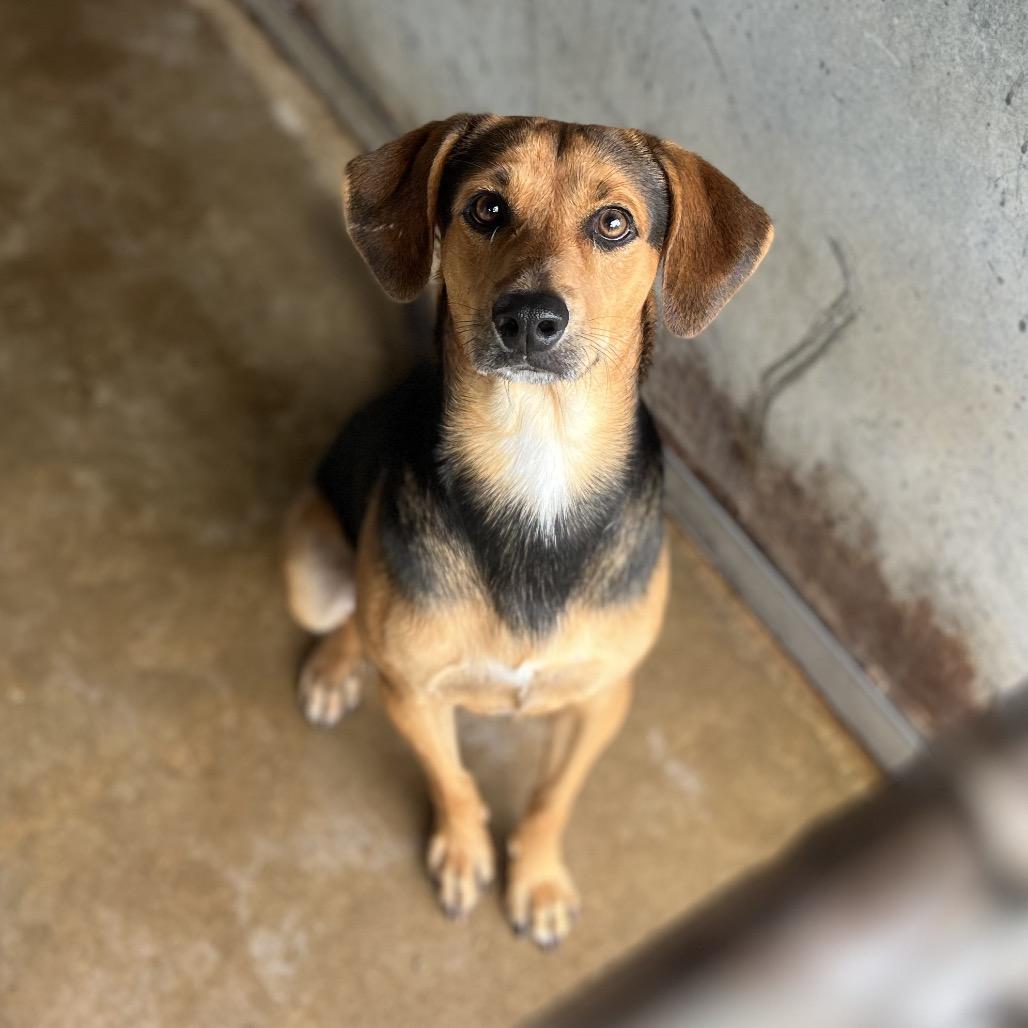 Enlarge Gumbo, a Adoptable mixed breed in Edinburg, TX image 2/3