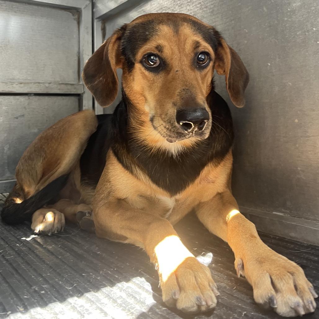 Enlarge Gumbo, a Adoptable mixed breed in Edinburg, TX image 3/3
