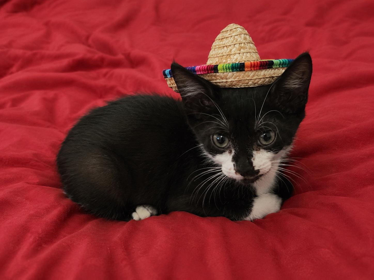 Theo, a Adopted Domestic Short Hair in Naples, FL image 2/3