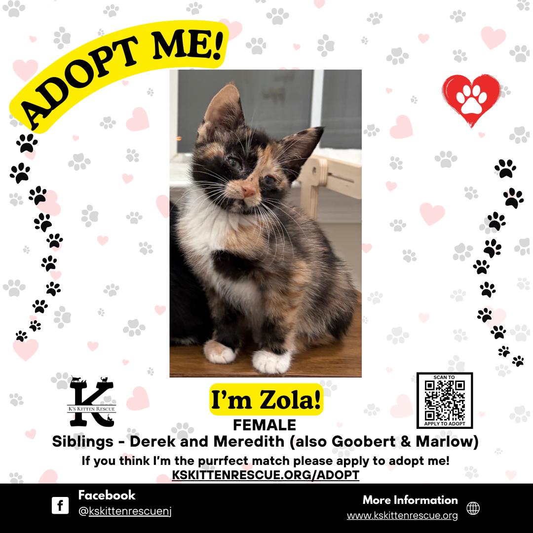 Zola, ADOPTABLE, Kitten Female Domestic Short Hair.
