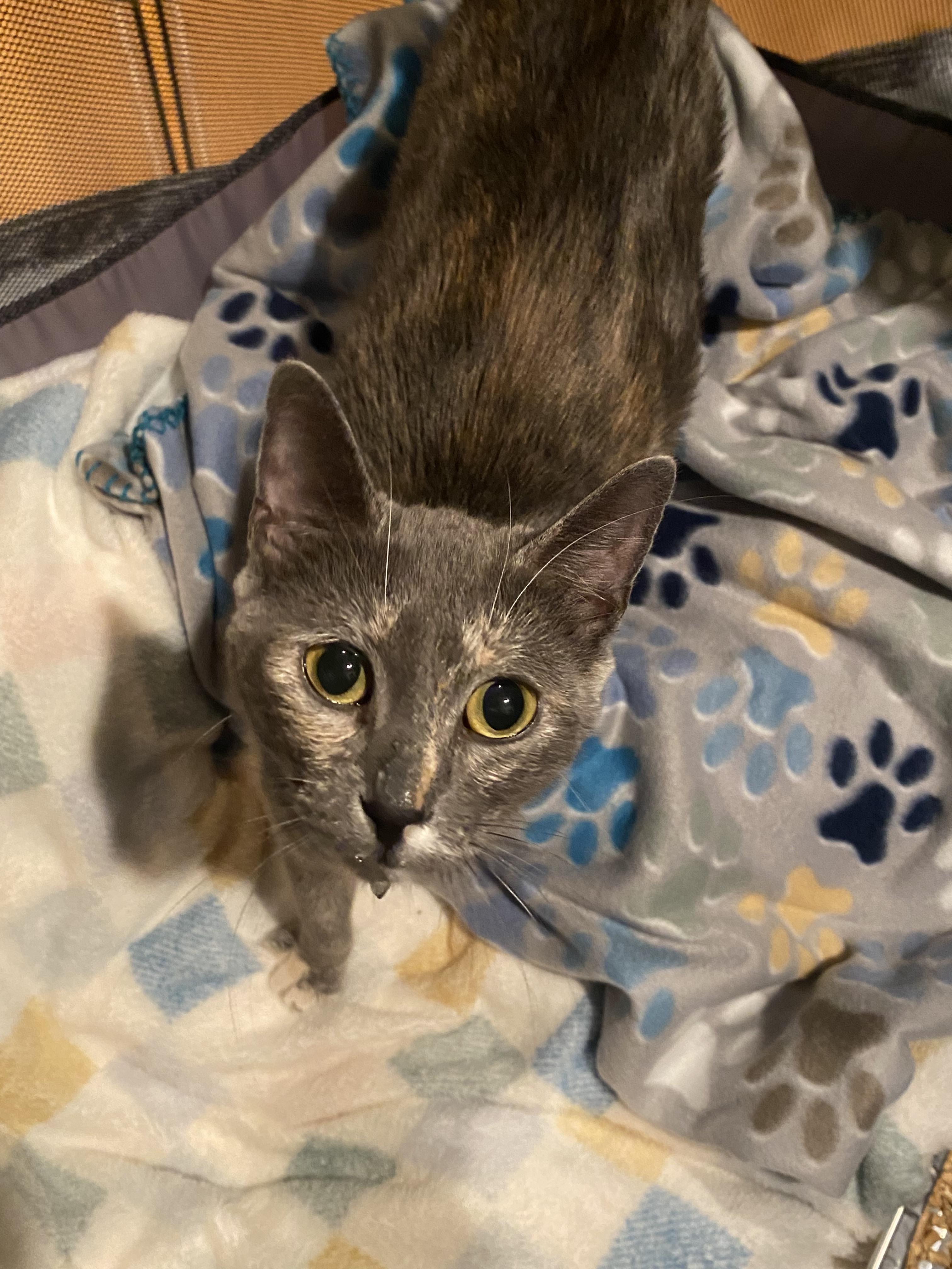 Athena, Adoptable, Young Female Domestic Short Hair.