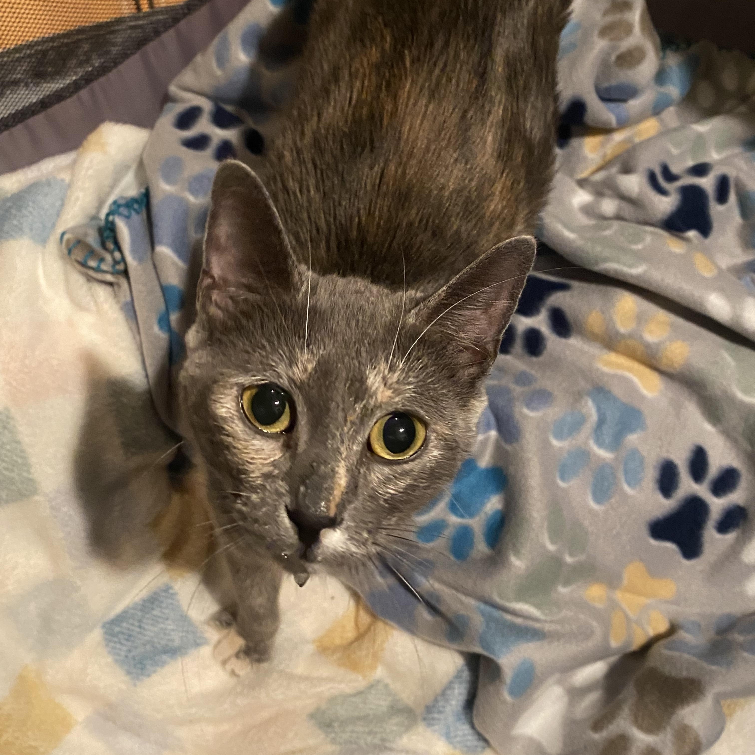 Enlarge Athena, a Adoptable Domestic Short Hair in Long Beach, CA image 1/1