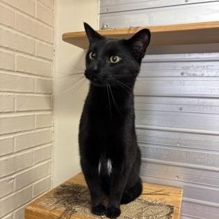 Enlarge Buddy, a ADOPTABLE Domestic Short Hair in Lafayette, IN image 1/1