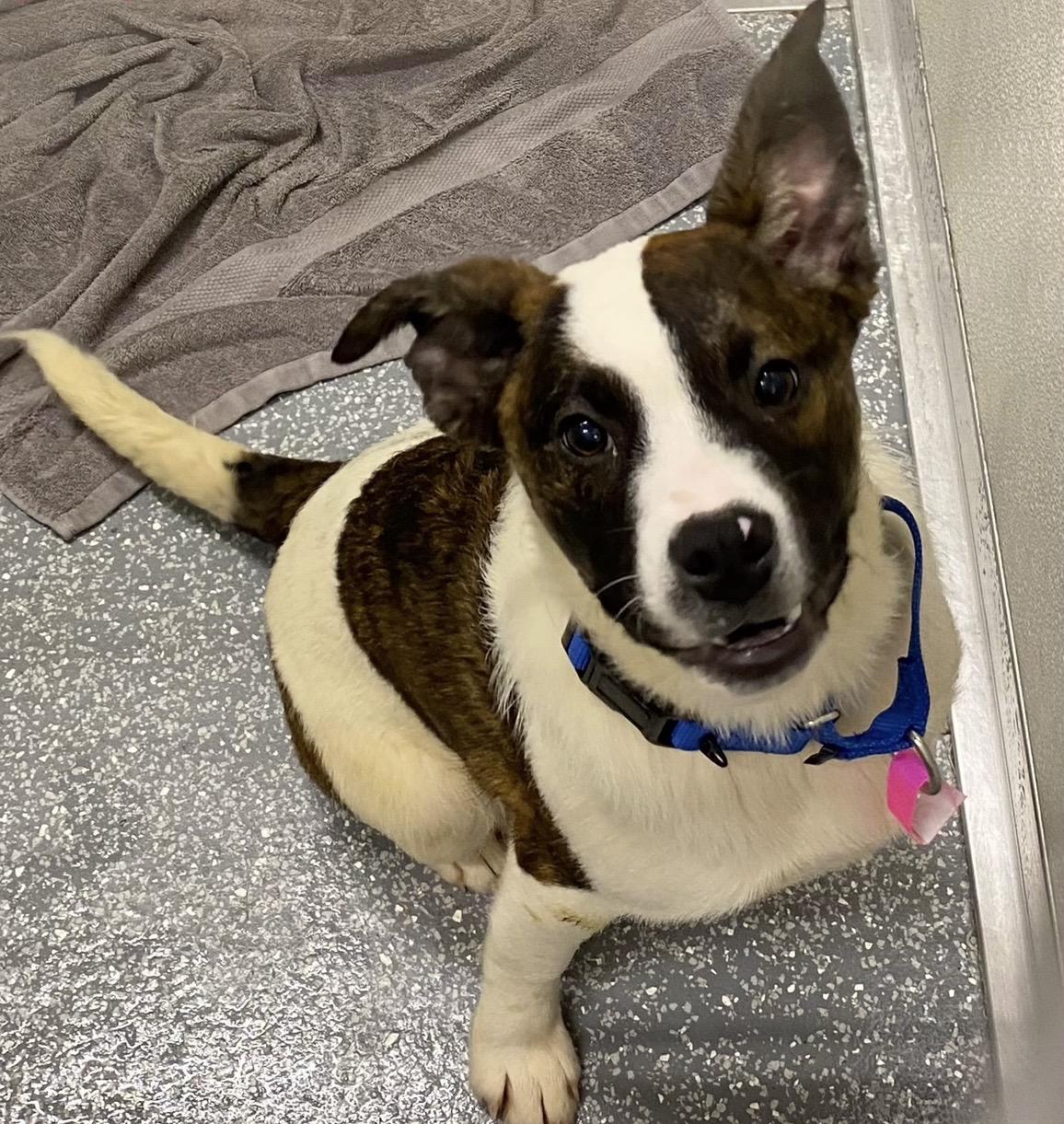 Astrid, ADOPTABLE, Young Female Jack Russell Terrier.