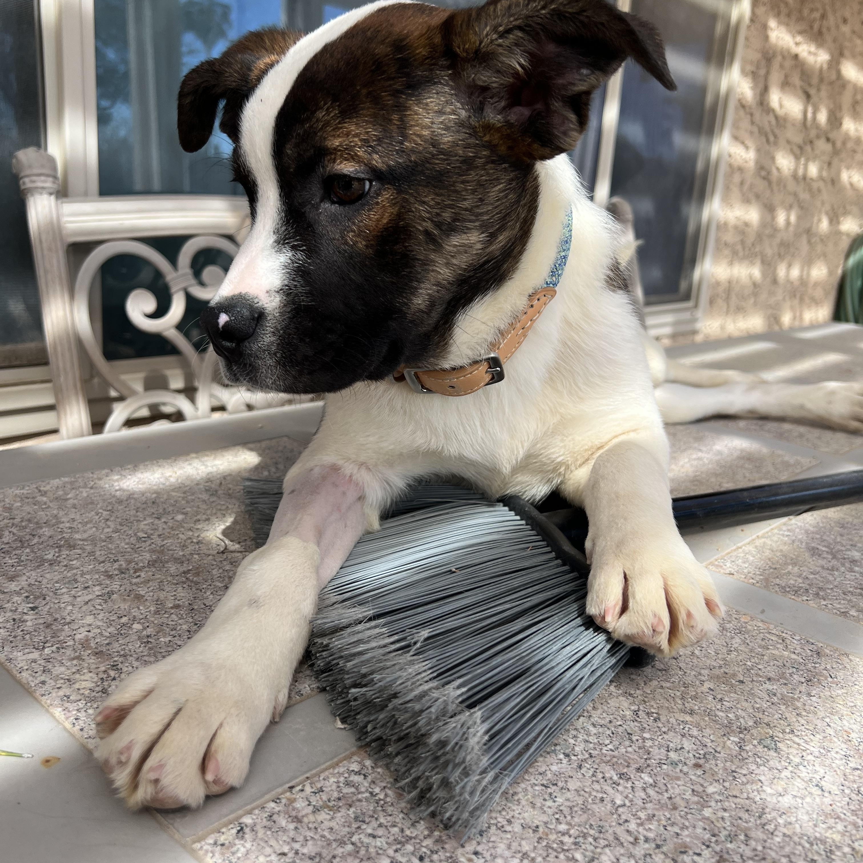 Enlarge Astrid, a ADOPTABLE mixed breed in Las Vegas, NV image 2/2