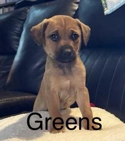 Greens, Adoptable, Puppy Male German Shepherd Dog.