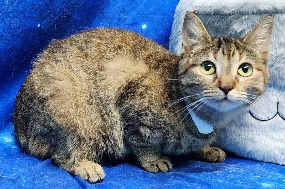 260095 ChaCha, Adoptable, Young Female Domestic Short Hair.