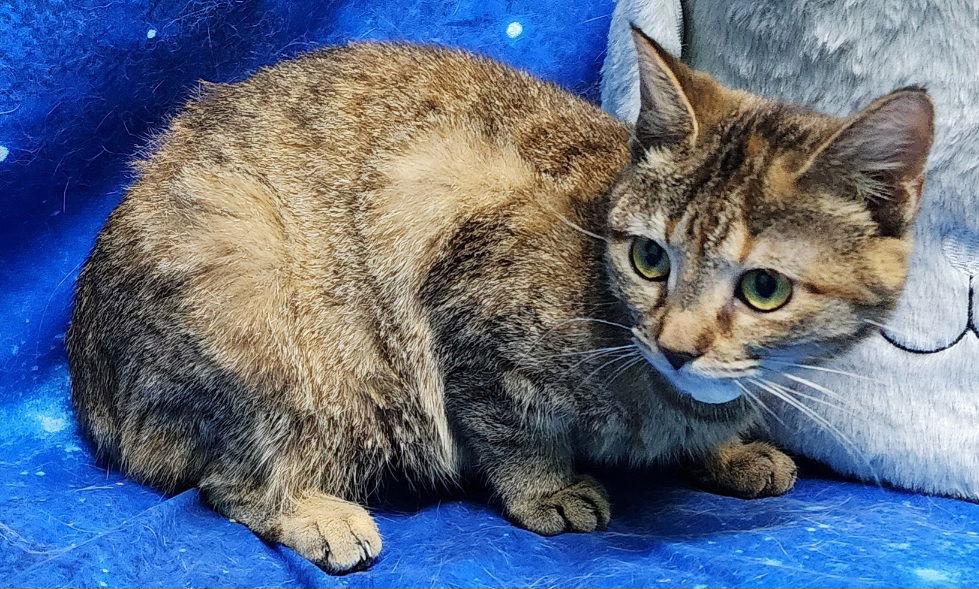 260095 ChaCha, a Adoptable Domestic Short Hair in Wetumpka, AL image 2/3