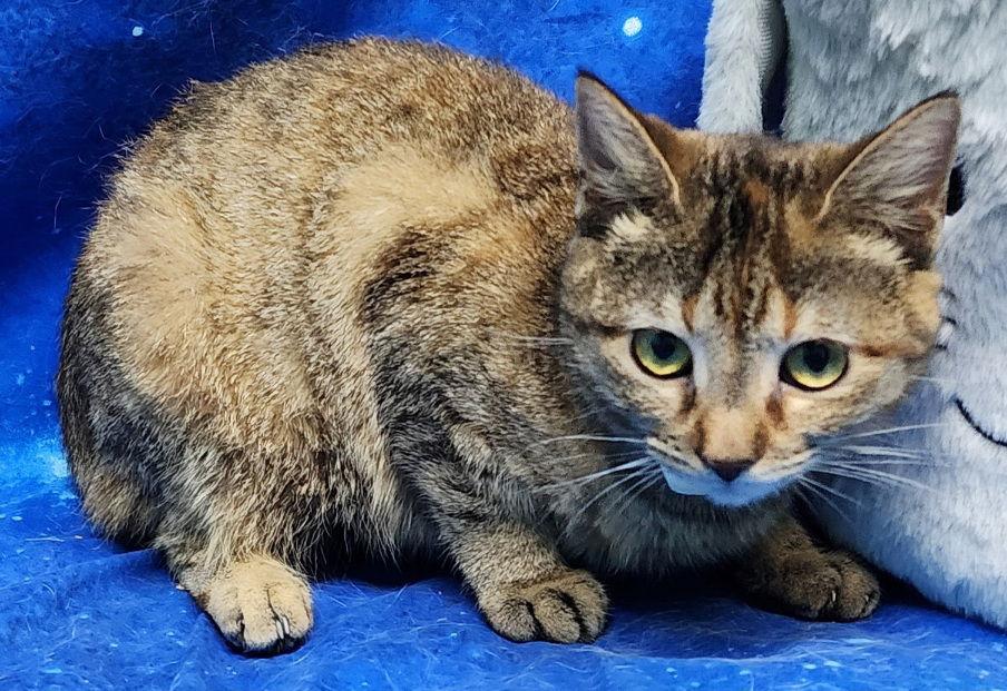 260095 ChaCha, a Adoptable Domestic Short Hair in Wetumpka, AL image 3/3