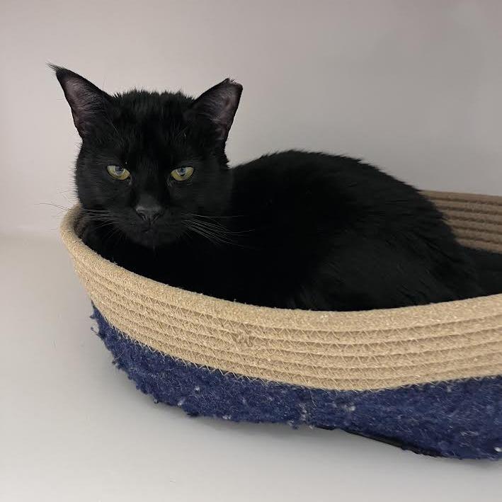 Eclipse, a Adoptable Domestic Short Hair in Grantsville, UT image 1/6