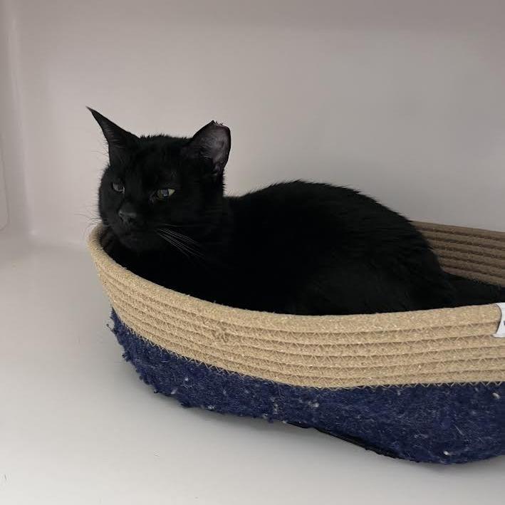 Eclipse, a Adoptable Domestic Short Hair in Grantsville, UT image 2/6