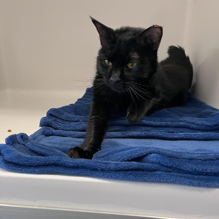 Eclipse, a Adoptable Domestic Short Hair in Grantsville, UT image 3/6