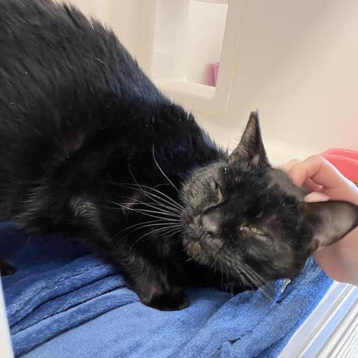 Eclipse, a Adoptable Domestic Short Hair in Grantsville, UT image 4/6