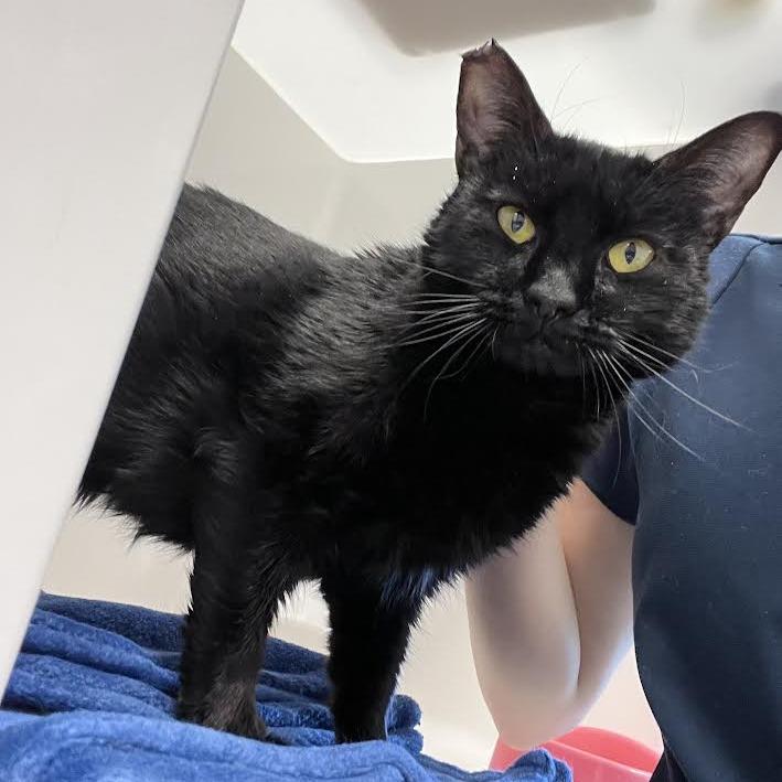 Eclipse, a Adoptable Domestic Short Hair in Grantsville, UT image 5/6