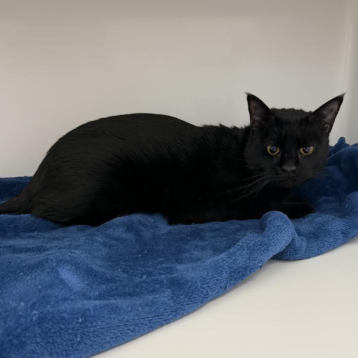 Eclipse, a Adoptable Domestic Short Hair in Grantsville, UT image 6/6