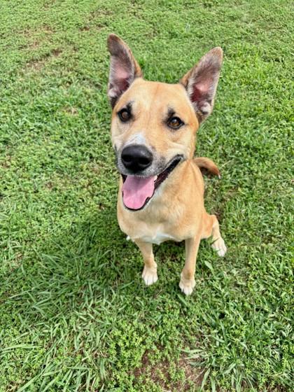 Enlarge Kaz 1170-25, a Adoptable mixed breed in Cumming, GA image 1/3