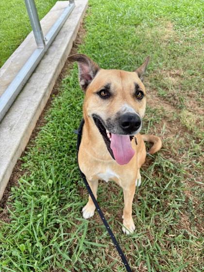 Enlarge Kaz 1170-25, a Adoptable mixed breed in Cumming, GA image 2/3