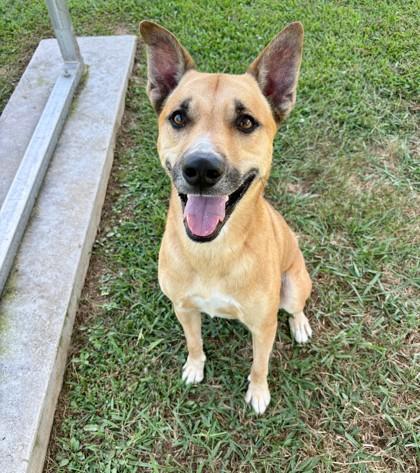 Enlarge Kaz 1170-25, a Adoptable mixed breed in Cumming, GA image 3/3