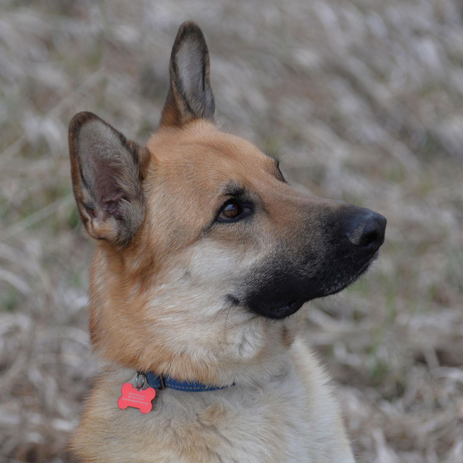 Enlarge Tobias, a Adoptable German Shepherd Dog in Gretna, NE image 1/3