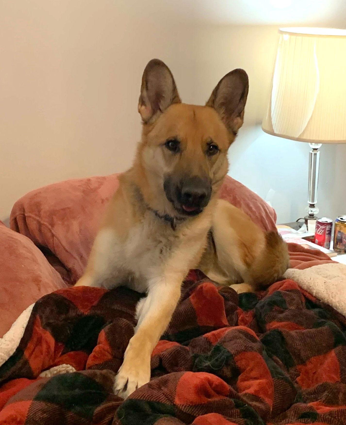 Enlarge Tobias, a Adoptable German Shepherd Dog in Gretna, NE image 3/3