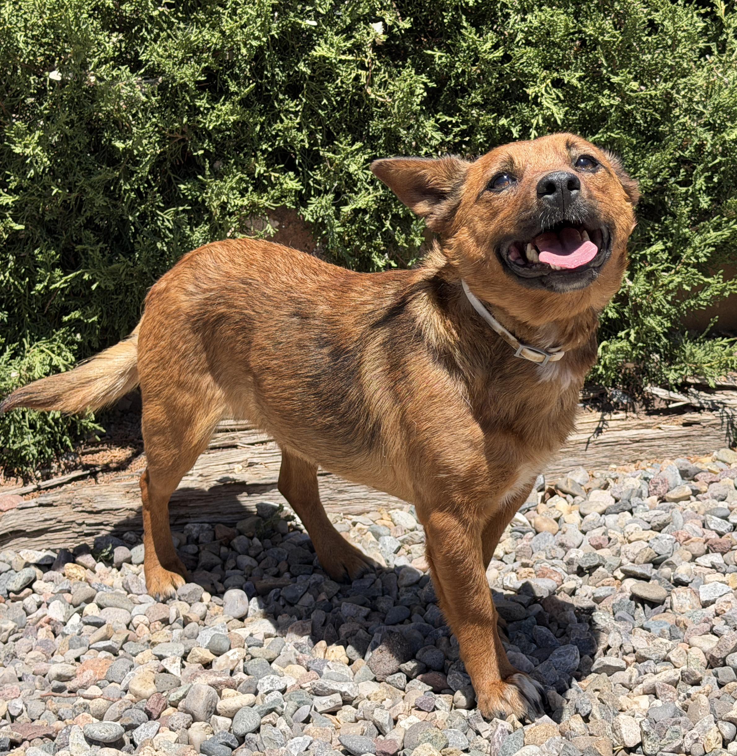 Tantalizing Lil Ms Tizzie, Corgi Comedian, adopted, Young Female Corgi.