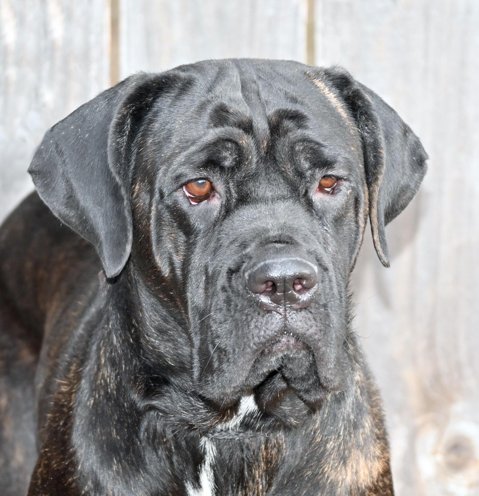 Dorothy, ADOPTABLE, Adult Female Mastiff & Labrador Retriever.